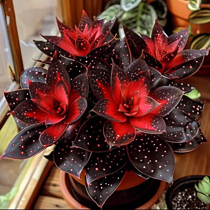 🌟Naktinė mėlynoji hosta – nuostabus jūsų namų papildymas! 🌟-LT