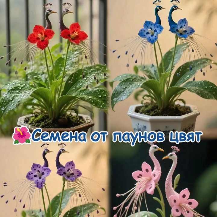 🌺 Σπόροι ορχιδέας παγωνιού-GR