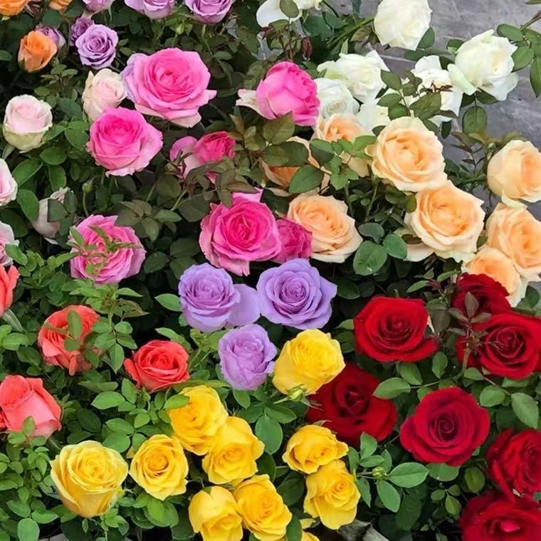 🔥VROČE PONUDBE - 50% POPUSTA🔥Semena vrtnic v različnih barvah💐-SL
