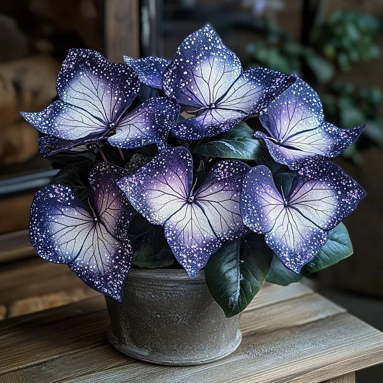 🌟Nočno modra hosta – čudovit dodatek vašemu domu! 🌟-SI