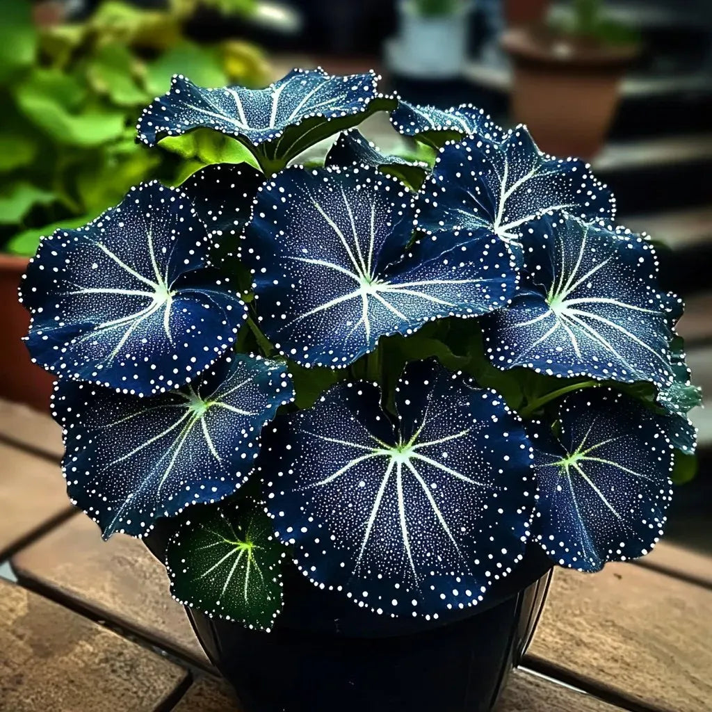 🌟Nočno modra hosta – čudovit dodatek vašemu domu! 🌟-SI
