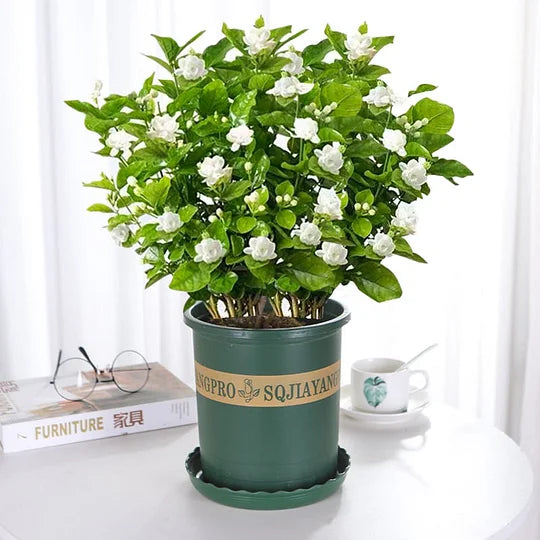 ZADNJI DAN PROMOCIJE - 49% POPUST 🌸Čudovita lončnica z jasminom (lahko se posadi pozimi)🌸-SI