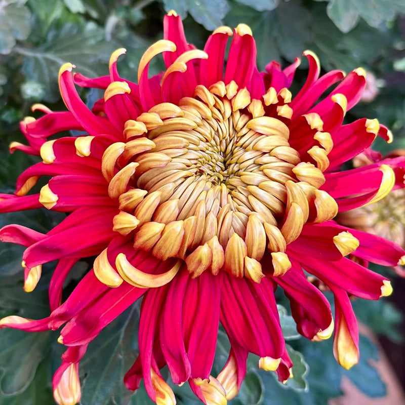 🌺Cvet elegance🌼Semena orjaške krizanteme-SI