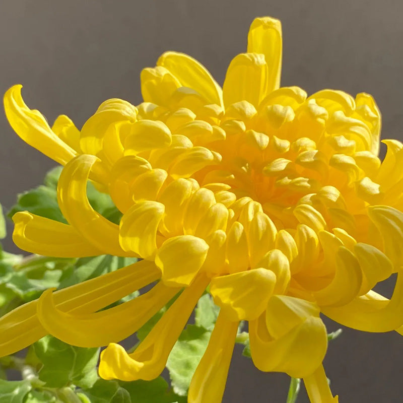 🌺Elegances zieds🌼Milzu krizantēmu sēklas-LV