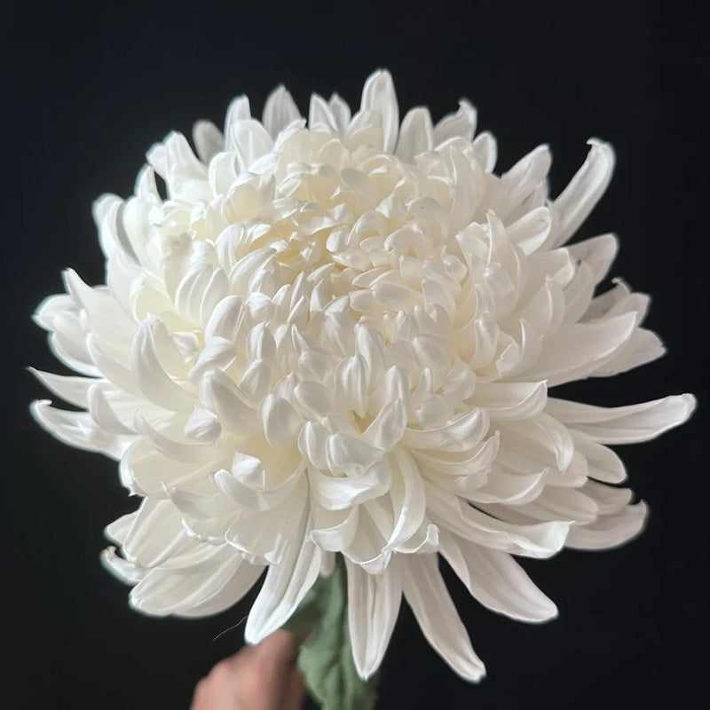 🌺Elegances zieds🌼Milzu krizantēmu sēklas-LV