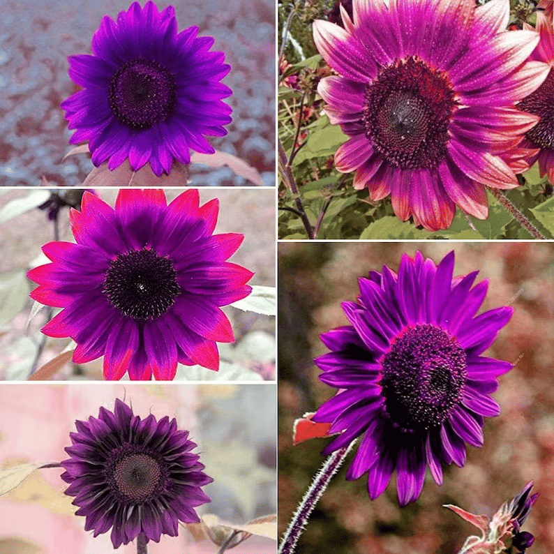 💜Σπάνιος Κήπος με Φυτά Ηλίανθου - Γιγάντιοι Μωβ Σπόροι Ηλίανθου-GR