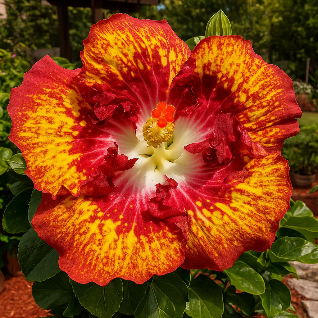 🔥 VROČA RAZPRODAJA - 50 % POPUST 🔥🌸 Semena dvojnega hibiskusa - enostavna za gojenje 🌸-SI