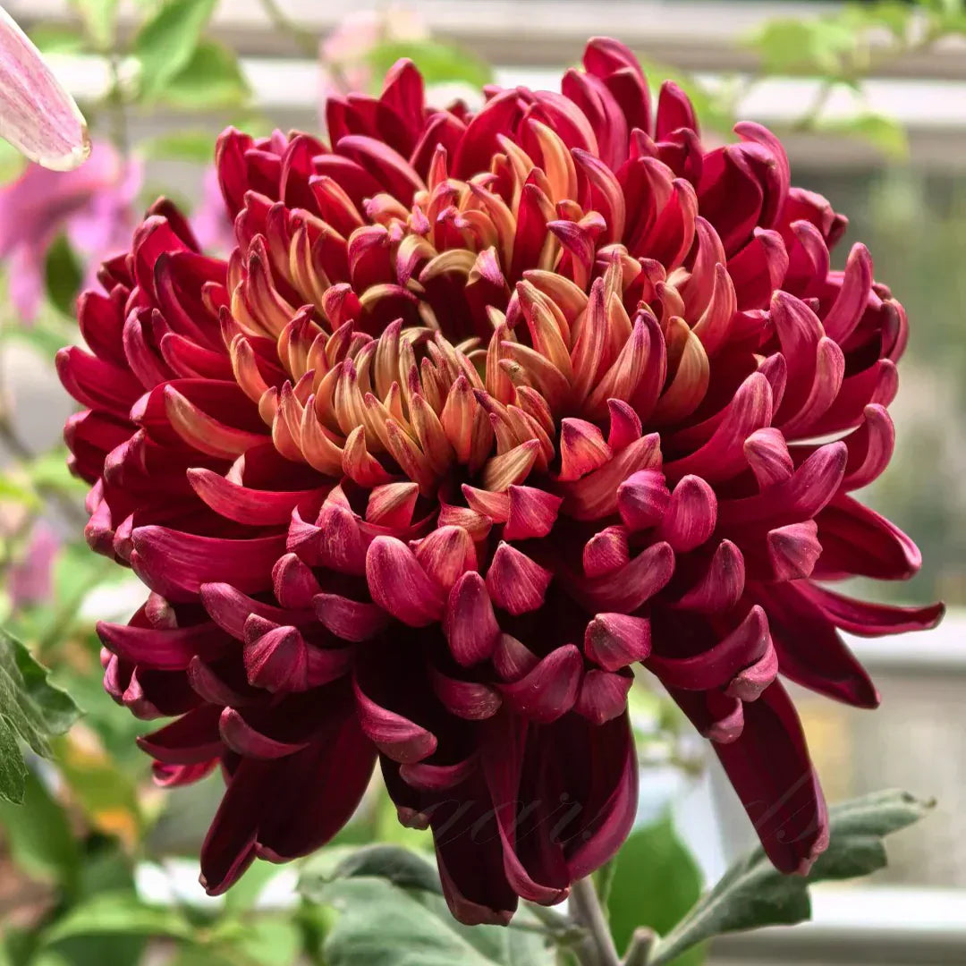 🌺Cvet elegance🌼Semena orjaške krizanteme-SI