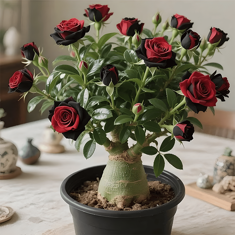 🌵🌺Βολβοί τριαντάφυλλου της ερήμου-GR