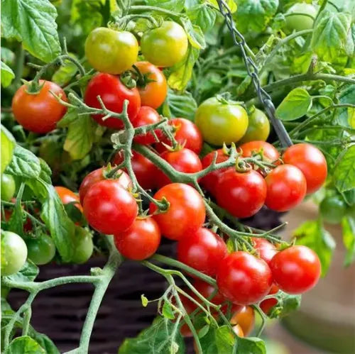🍅🍅Νανοί σπόροι ντομάτας σε γλάστρες-GR