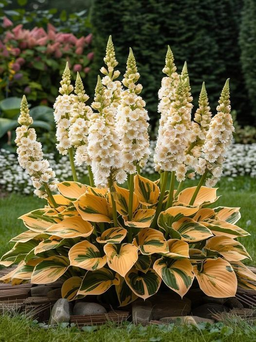 Hardy Beauty: Λουλούδια Hosta ανθεκτικά στη σκιά και το κρύο-GR