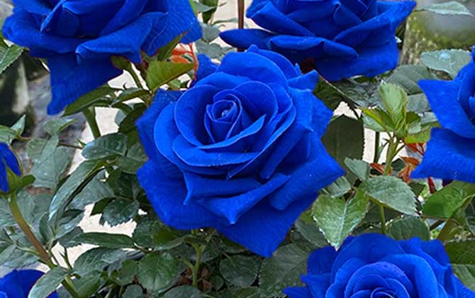 💙ΣΠΟΡΟΙ ΤΡΙΑΝΤΑΦΥΛΛΟΥ ΜΠΛΕ ΜΑΓΙΣΣΑΣ✨-GR