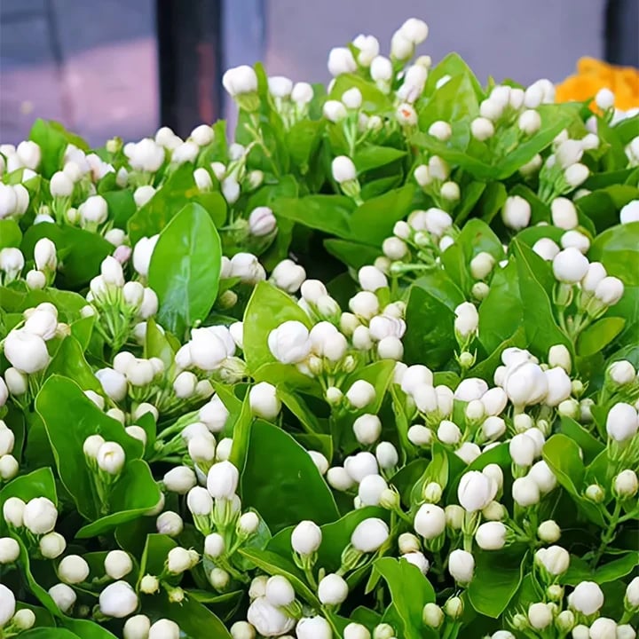 ZADNJI DAN PROMOCIJE - 49% POPUST 🌸Čudovita lončnica z jasminom (lahko se posadi pozimi)🌸-SI