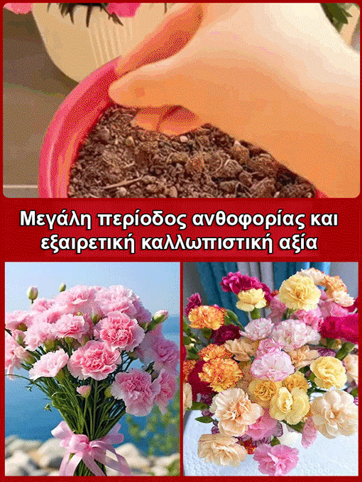 【Τέσσερις εποχές ανθίζουν】Σπόροι γαρίφαλου διπλού άνθους-GR