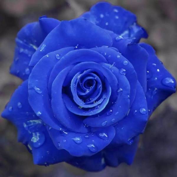 💙ΣΠΟΡΟΙ ΤΡΙΑΝΤΑΦΥΛΛΟΥ ΜΠΛΕ ΜΑΓΙΣΣΑΣ✨-GR