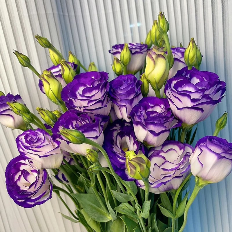 🔥Paskutinė išpardavimo diena💝Eustoma bespygliuočių rožė💐Lisianthus sėklos-LT