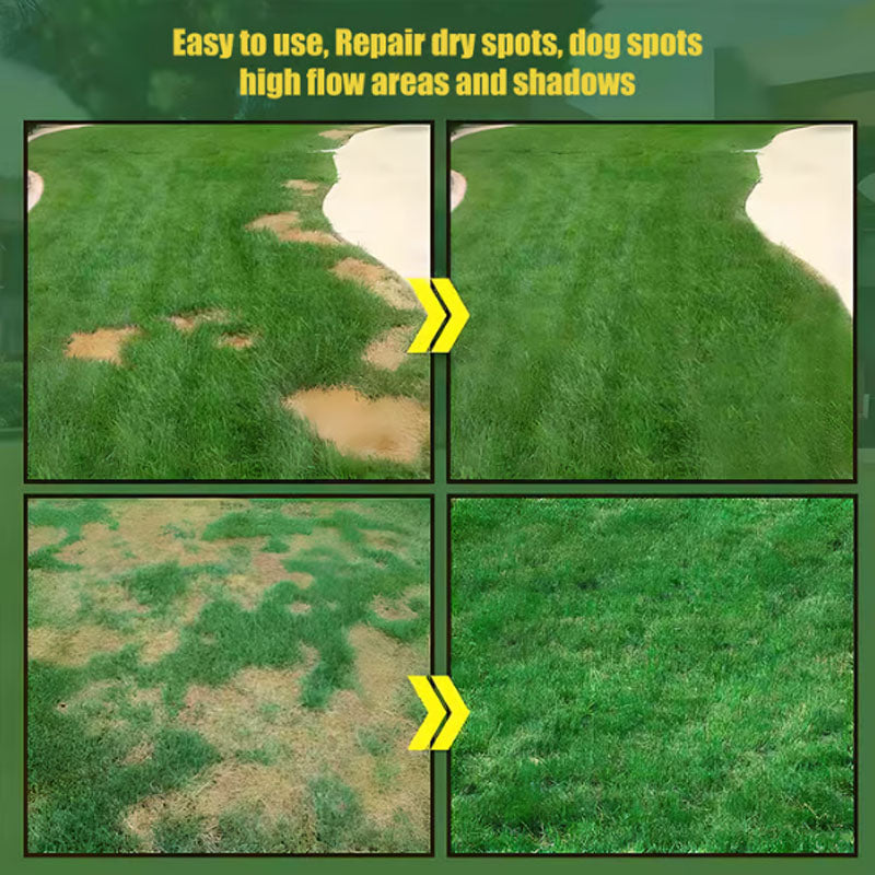 🔥🌱 Dwarf Evergreen Grass Seeds for Four Seasons🌾 | Create your perfect lawn here🌼-EN