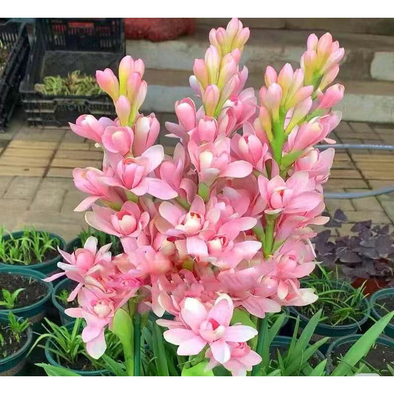 Dviguba tuberoza 🌸 - Didelis svogūninis žiedas-LT