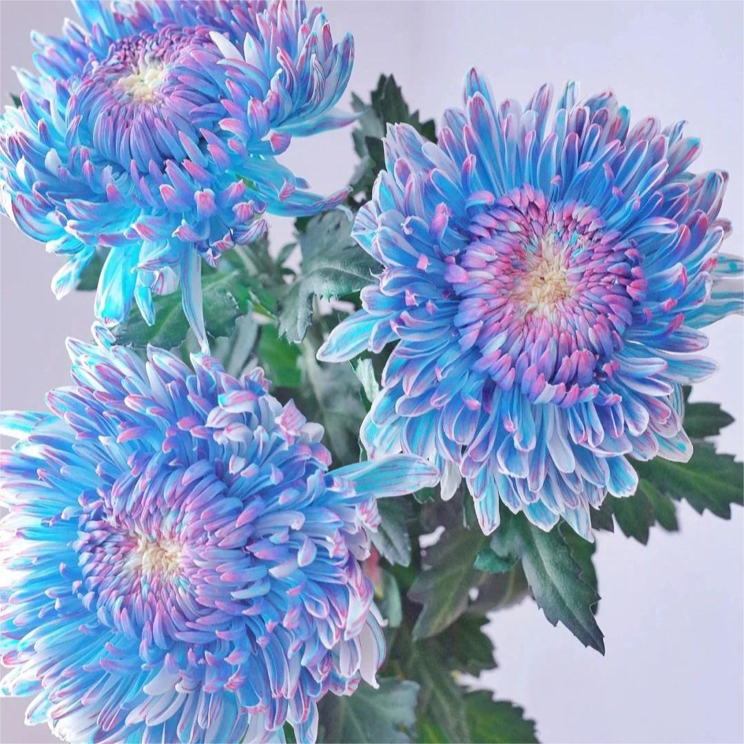 🌸Peony seeds with chrysanthemum flowers-SL