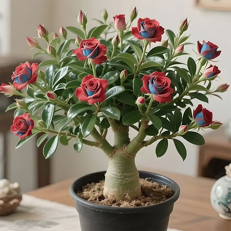 🌵🌺Βολβοί τριαντάφυλλου της ερήμου-GR