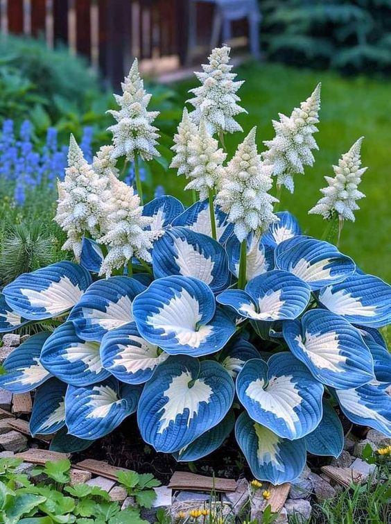Hardy Beauty: Λουλούδια Hosta ανθεκτικά στη σκιά και το κρύο-GR