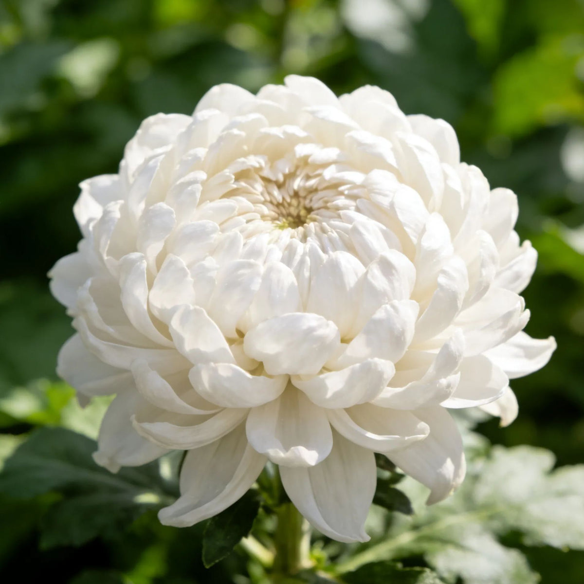 🌸Peony seeds with chrysanthemum flowers-SL