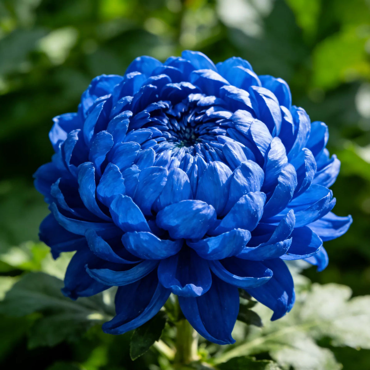 🌸Peony seeds with chrysanthemum flowers-SL