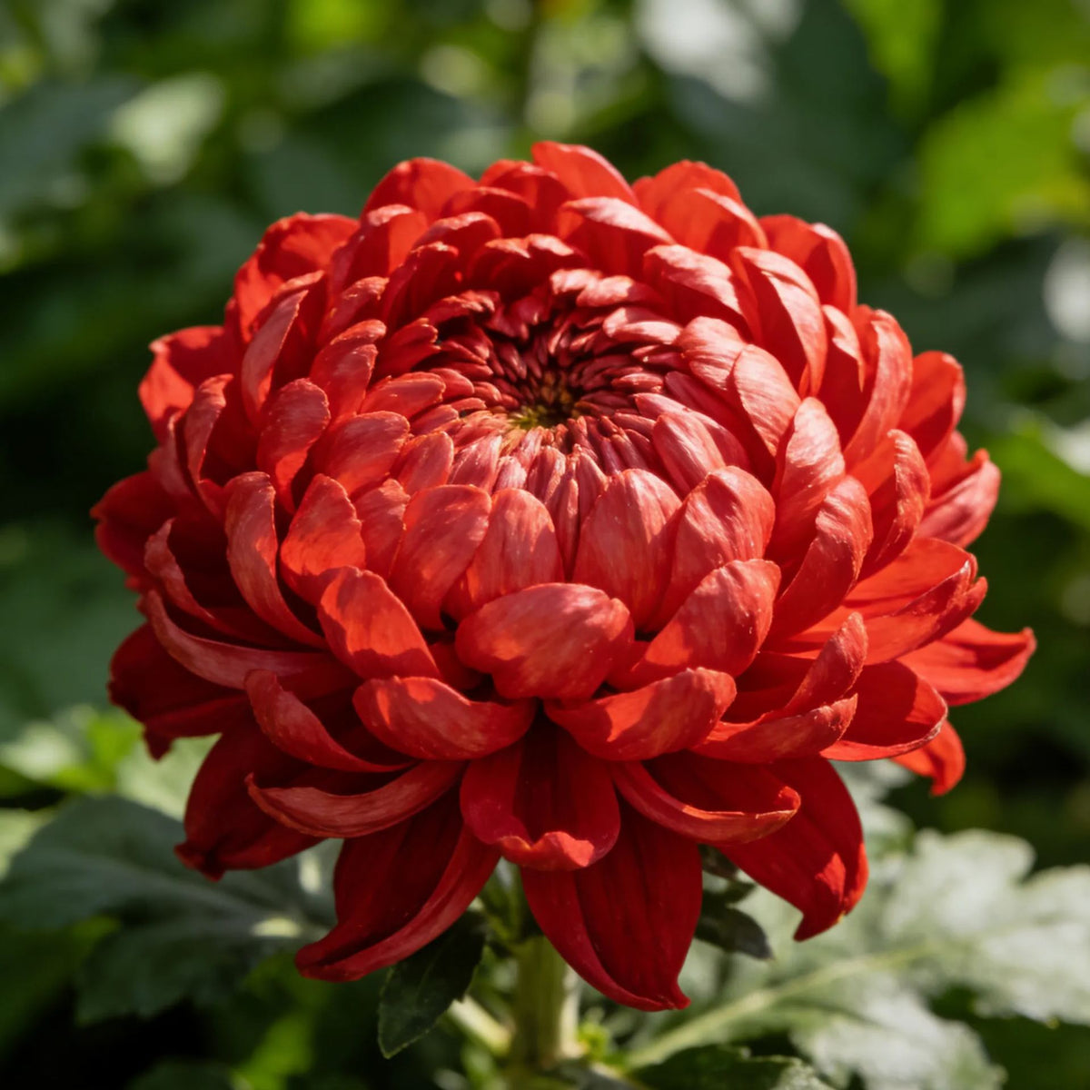 🌸Peony seeds with chrysanthemum flowers-SL
