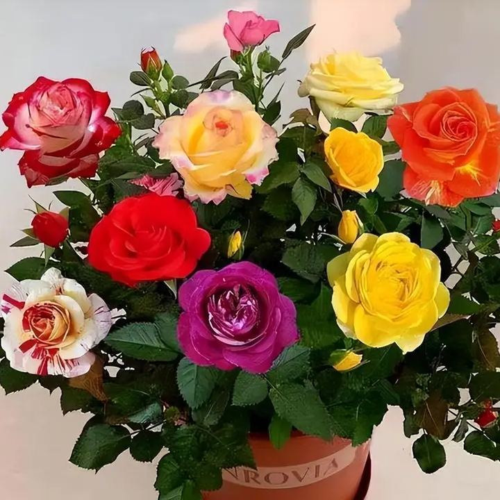 🔥VROČE PONUDBE - 50% POPUSTA🔥Semena vrtnic v različnih barvah💐-SL
