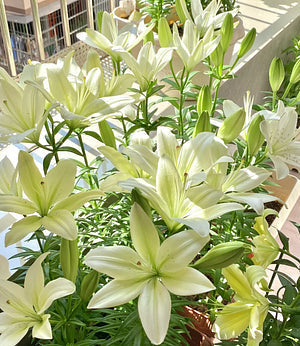 🌺Kvepiančios lelijų svogūnėliai – gaivūs ir saldūs-LT